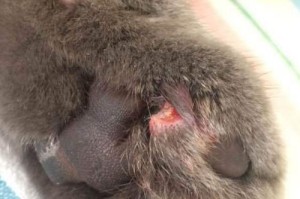 猫咪的生命危机（探索猫咪生命中的健康阻碍，提供有效防护方法）