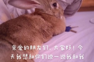 宠物兔的饲养与误区（帮助你的兔兔健康成长）