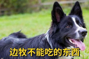 四个月边牧的饮食指南（帮你解答四个月大边牧的饮食问题，助你养一只健康快乐的小狗）