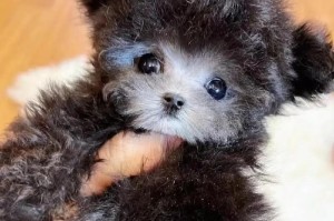 合理喂养泰迪幼犬的狗粮量（每天30-80克狗粮适宜的喂养量）