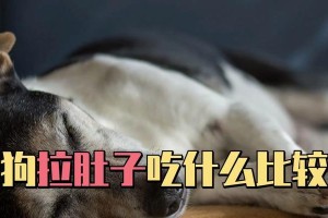 四个月大的狗狗应该吃什么？（营养均衡的饮食对狗狗的健康成长至关重要）