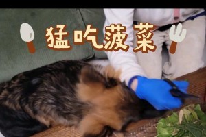 德牧日常饮食与喂养要点（小德牧的饮食量与喂养注意事项）