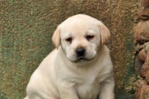45天的拉布拉多幼犬成长日记（探索幼犬成长轨迹，分享养犬经验）