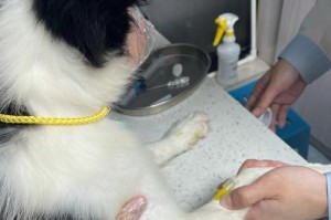 边牧狗狗得胰腺炎的原因及不宜喂食生食的原因（探究边牧狗狗胰腺炎的成因与食物选择的重要性）