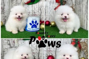 幼犬博美喝什么奶？（了解适合幼犬博美的奶制品及其营养需求）