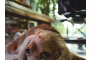 可卡犬秋季养护全攻略（如何为宠物犬提供最佳保护）