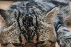 猫咪害怕时的表现与应对方法（从宠物主人角度探讨猫咪的情绪变化与解决方案）