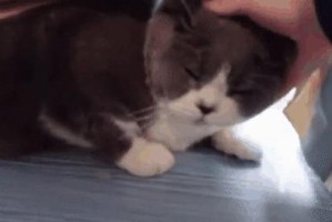 家猫为何害怕陌生人（探究家猫对陌生人的恐惧心理及原因）