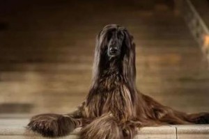 揭秘阿富汗猎犬的智商排名（探究养护阿富汗猎犬的方法与技巧）
