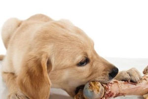 宠物犬胃扩张症状及治疗（预防措施、饮食管理、手术治疗、护理要点等）