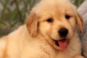 金毛犬标准体重及如何保持理想体态（了解金毛犬的标准体重和有效的减肥方法，让你的宠物保持健康活力）