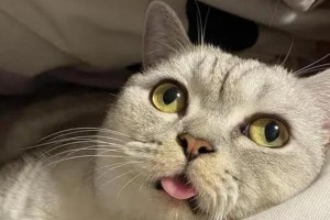 猫咪大叫的含义与解读（探究猫咪大叫行为，让我们更了解它们）