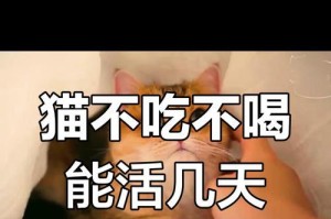 猫咪的饮食习惯及饭量（探究猫咪进食频率、时间和饮食习惯）