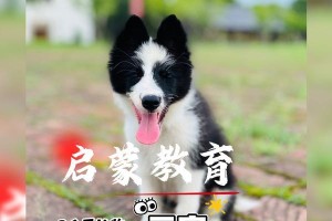 边牧教育秘籍（以边牧需要教什么为重点，打造忠诚可靠的家庭守护者）