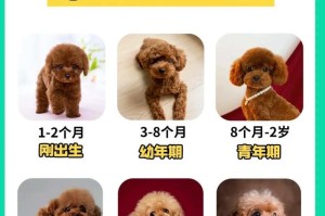 泰迪犬的饲养指南（如何给你的泰迪提供最佳喂养）