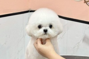 嘴宽头小狗的特点及品种介绍（以嘴宽头小为主的狗，了解你的理想宠物）