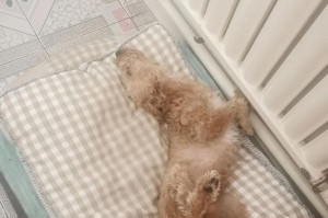 养泰迪宝宝的秘诀（喂养、护理与健康的要点）