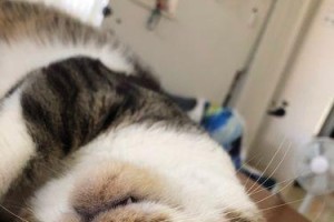 狗狗安眠药（选对安眠药物，让你的狗狗安心入睡）