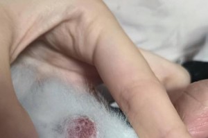 幼犬常见的炎症及预防措施（从头到脚，宠物幼犬的健康护航）