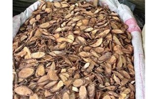 体外驱虫的副作用及其防范措施（保护宠物免受体外驱虫副作用困扰）