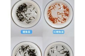 以龙鱼喂蚂蚱的作用（探索龙鱼饲养中的蚂蚱饲料利用价值）