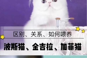 波斯猫与金吉拉猫（探索两种猫咪的特点与魅力，为你的宠物选择提供参考）