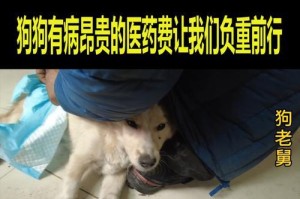 训练狗进行负重锻炼的好处（让狗负重锻炼）
