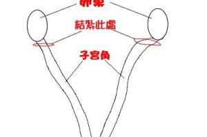 猫狗结扎的最佳年龄和好处（保护宠物健康与幸福，提倡结扎手术）