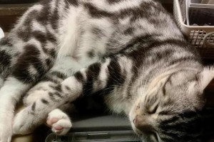 揭秘猫咪腹水的症状与治疗方法（探寻猫咪腹水引起的原因及预防措施）
