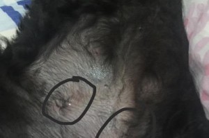 公狗去势后行为的变化（了解公狗去势后的行为调整与变化）