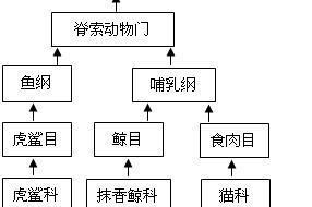 牛头鲷的饲养方法（做好这15点，让牛头鲷成为你家的宠物）