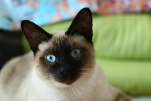 养一只暹罗猫，从这里开始