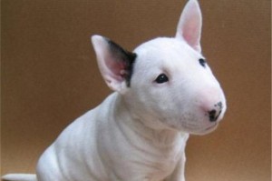 关注宠物牛头梗犬的健康（如何保护牛头梗犬的腰椎？——从爬楼梯开始）