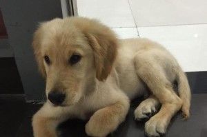 金毛犬的毛发生长及护理（从什么时候开始长毛？如何进行护理？——宠物主人必看）