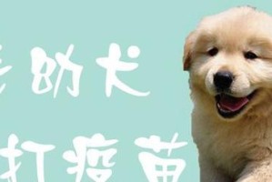 正确喂养和训练小金毛的秘诀（了解最佳喂养时间和训练技巧，让小金毛健康快乐成长）