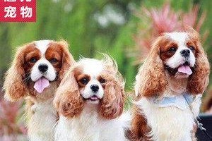 如何正确给查理王犬梳毛（宠物美容师教你注意事项）