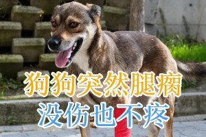 短腿狗——什么狗有着可爱的小腿？（揭秘短腿狗的品种及特点）