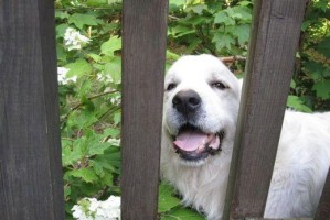 如何饲养俄罗斯南部牧羊犬（养犬前需要注意的事项）