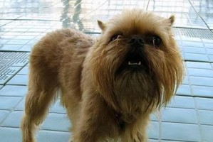 家养宠物狗不吃粮怎么办（解决家犬不吃粮的方法及调理技巧）