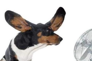 爱犬过冬必备攻略（宠物主人必看，让狗狗度过温暖冬季的小贴士）