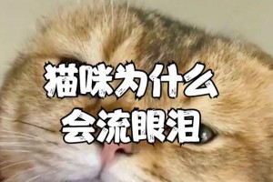 猫为什么老是流眼泪？（揭开猫咪泪水的真相）