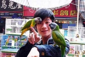 如何正确饲养大绯胸鹦鹉（了解大绯胸鹦鹉的生活习性和饲养方法）