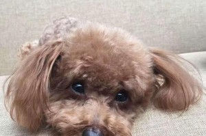 泰迪右腿为什么会弯曲？（探索泰迪右腿弯曲的原因及解决方法）