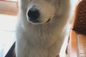 如何教狗狗和主人握手？（掌握这些技巧，让你的狗狗成为握手高手！）