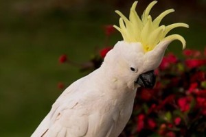 选择最适合养的鸟类品种（了解不同品种鸟类的特点与养护要求）