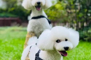 贵宾犬的每日运动量（如何科学地安排贵宾犬的运动量）