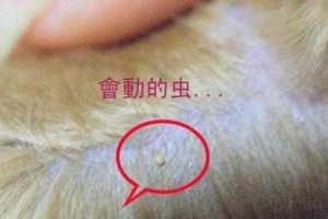 贵宾犬患虫的症状及预防措施（了解贵宾犬患虫的主要症状及预防方法）
