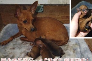 小鹿犬为何要断尾？（了解断尾的原因和影响）