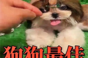 狗崽喂养与营养方法大全（让你的宠物狗健康成长的必备指南）
