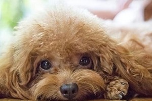 泰迪受凉后的饮食调理方法（以泰迪受凉后吃什么比较好？）